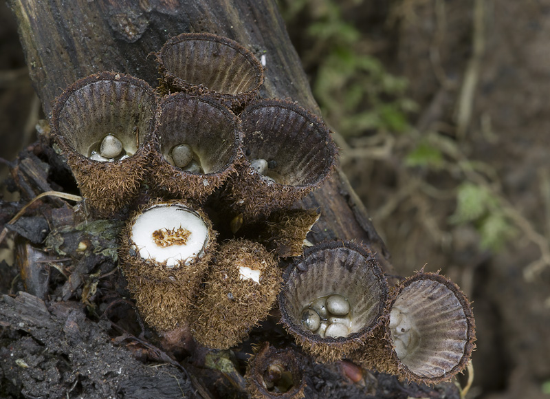 Cyathus striatus